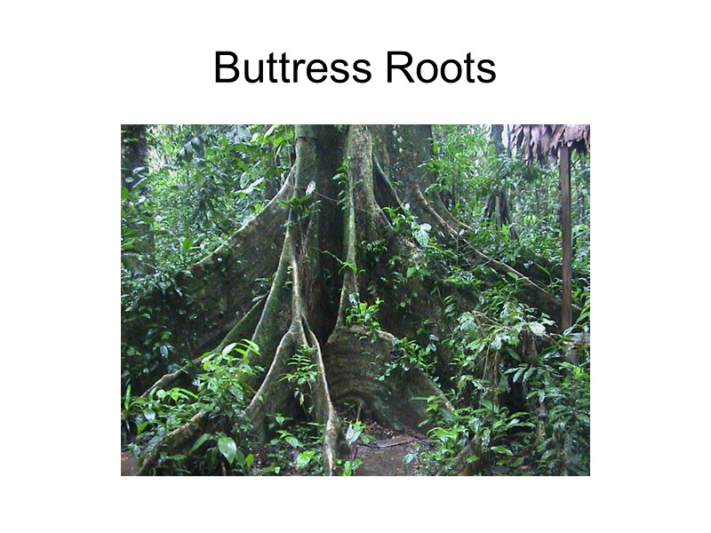 Buttress Roots